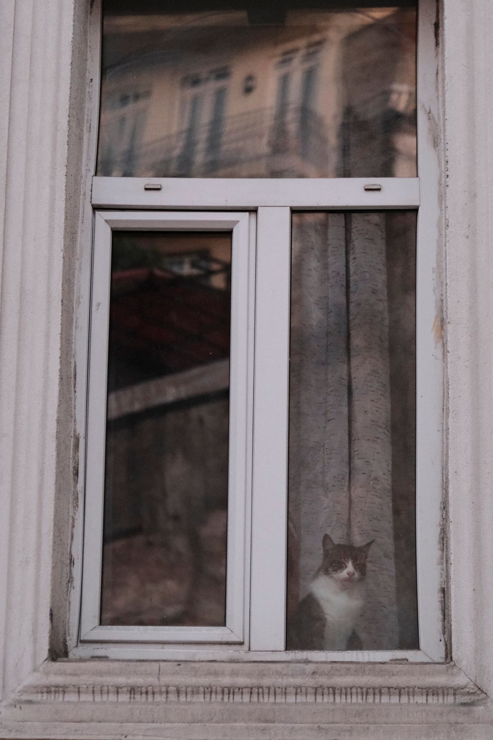 Gato descansando junto a una ventana
